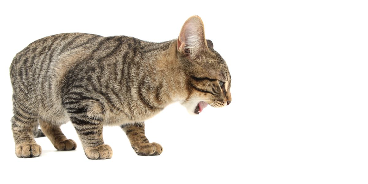 Katten kokhalzen: wat u moet weten en hoe u kunt helpen