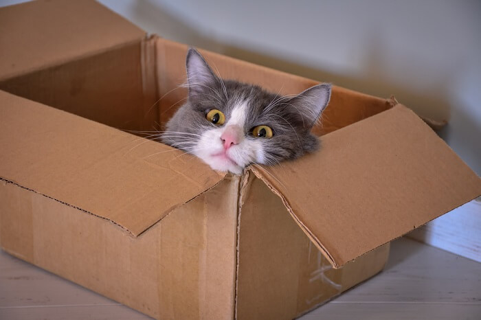Katten naar een nieuw huis: een handleiding