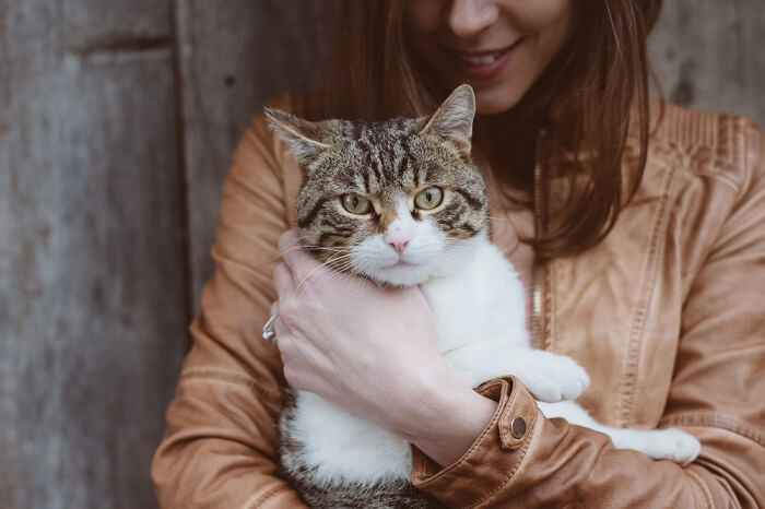Een FeLV-positieve kat adopteren
