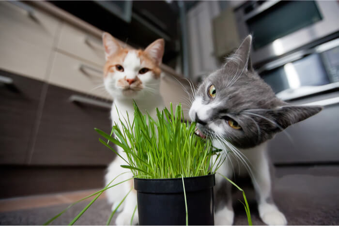 Katten die gras eten