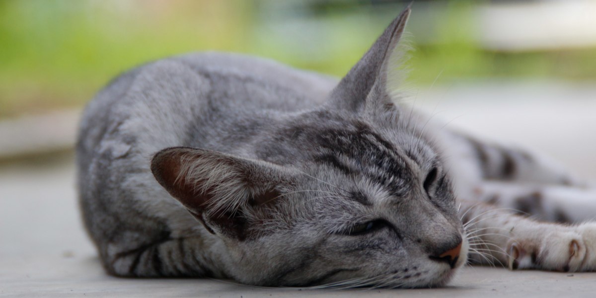 Kattenkou: oorzaken, symptomen, &behandeling