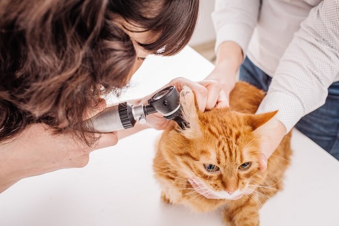 Oranje kat die oren laat keuren bij dierenarts