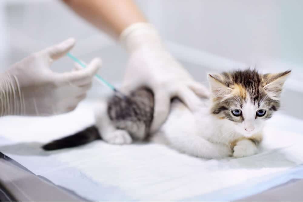 Kitten krijgt vaccinatie kat vaccinatie functie