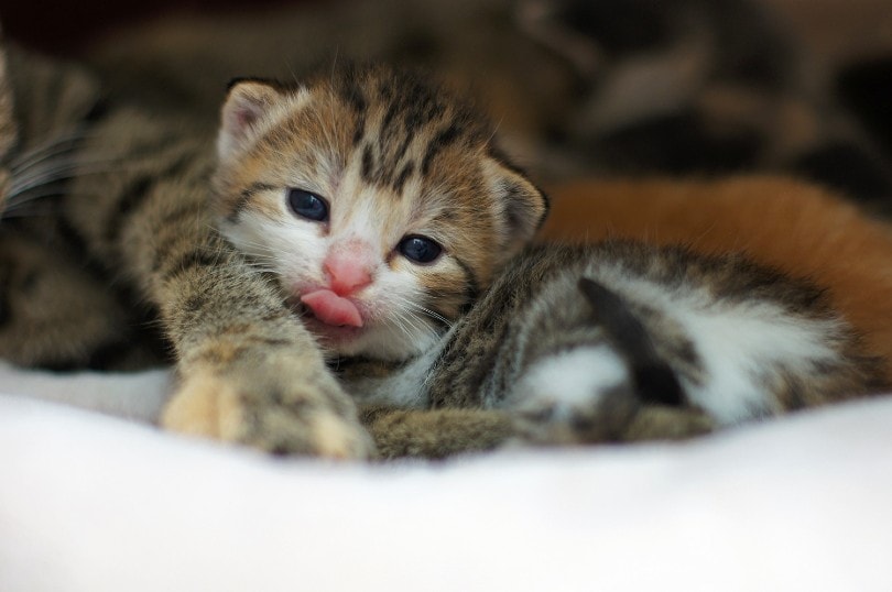 savannah kitten |