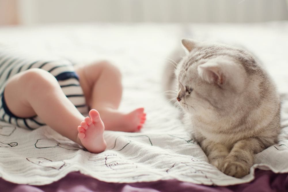grijze kat in de buurt van baby