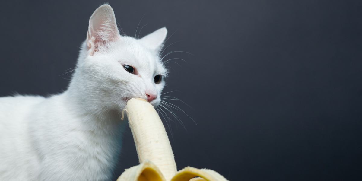 Kunnen katten bananen eten?