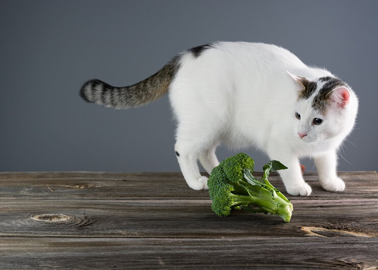 Kunnen katten broccoli eten?
