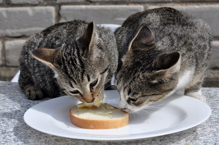 Kunnen katten brood eten?