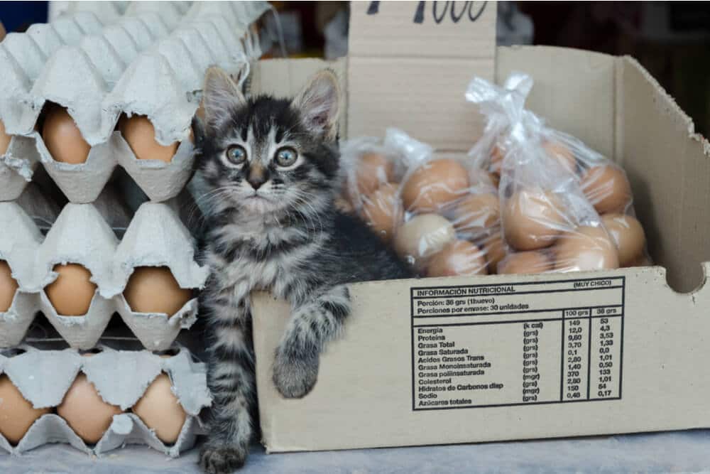 Kunnen katten eieren eten Functie