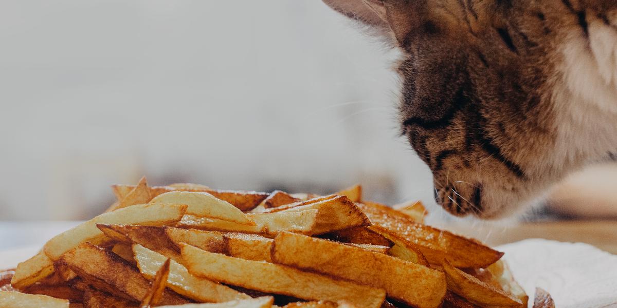 kunnen katten frietjes eten functie