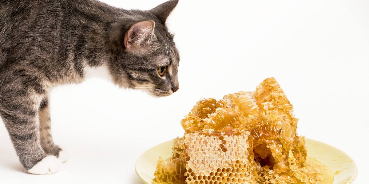 Kunnen katten honing eten?