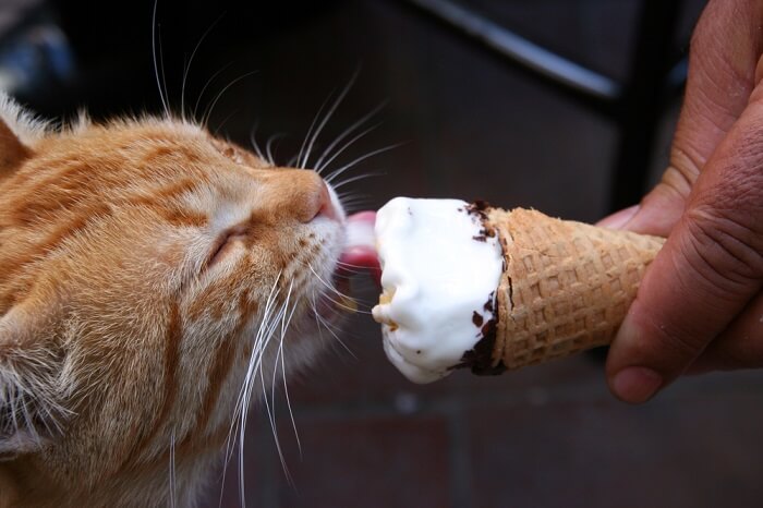 Kunnen katten ijs eten?
