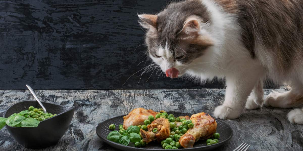 Kunnen katten kalkoen eten?