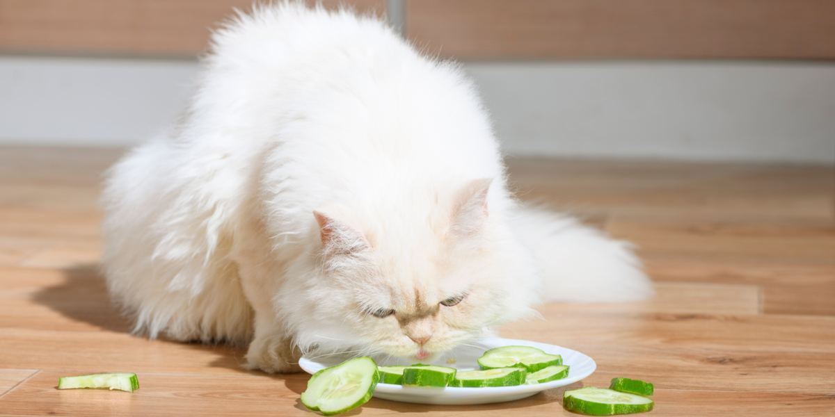 Kunnen katten komkommers eten?
