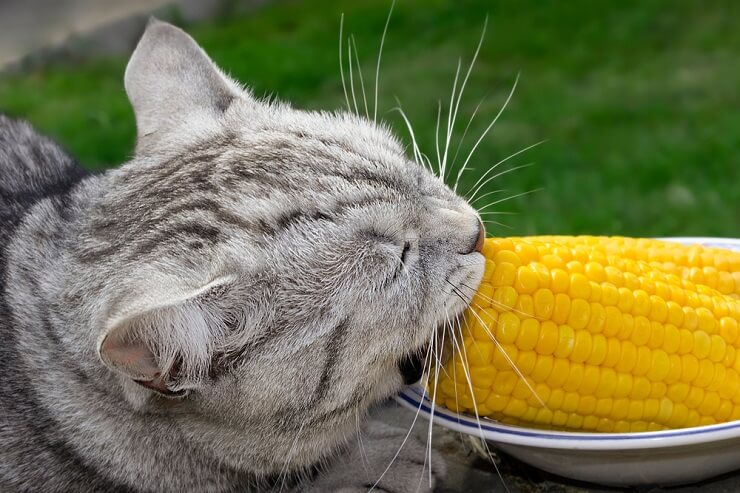 kunnen katten maïs eten