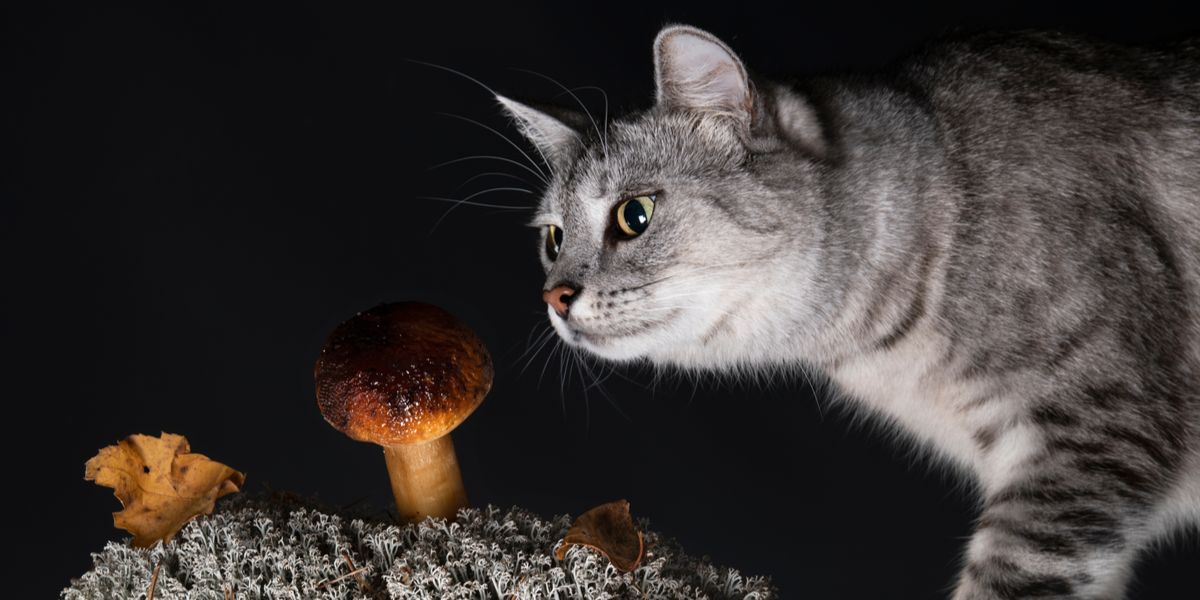 Kunnen katten paddenstoelen eten?