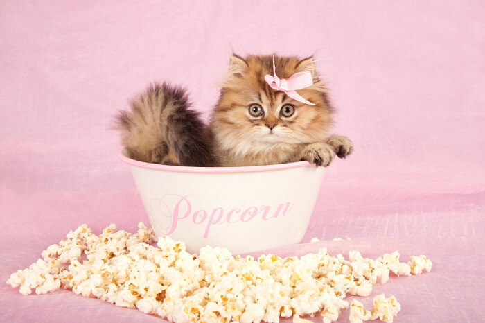 Kunnen katten popcorn eten?