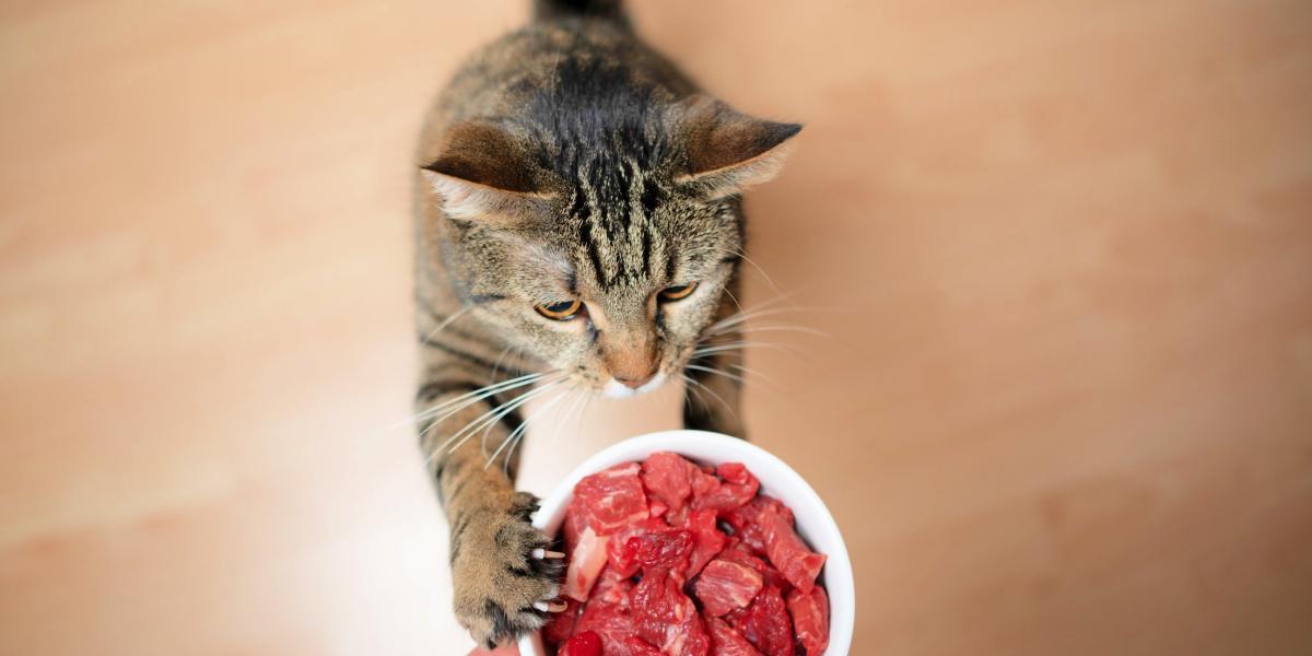 Kunnen katten rauw vlees eten?