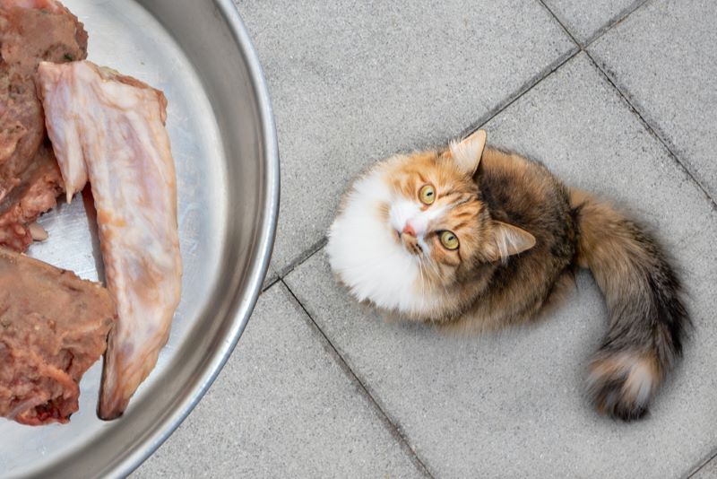 Kunnen katten rauwe kip eten Functie