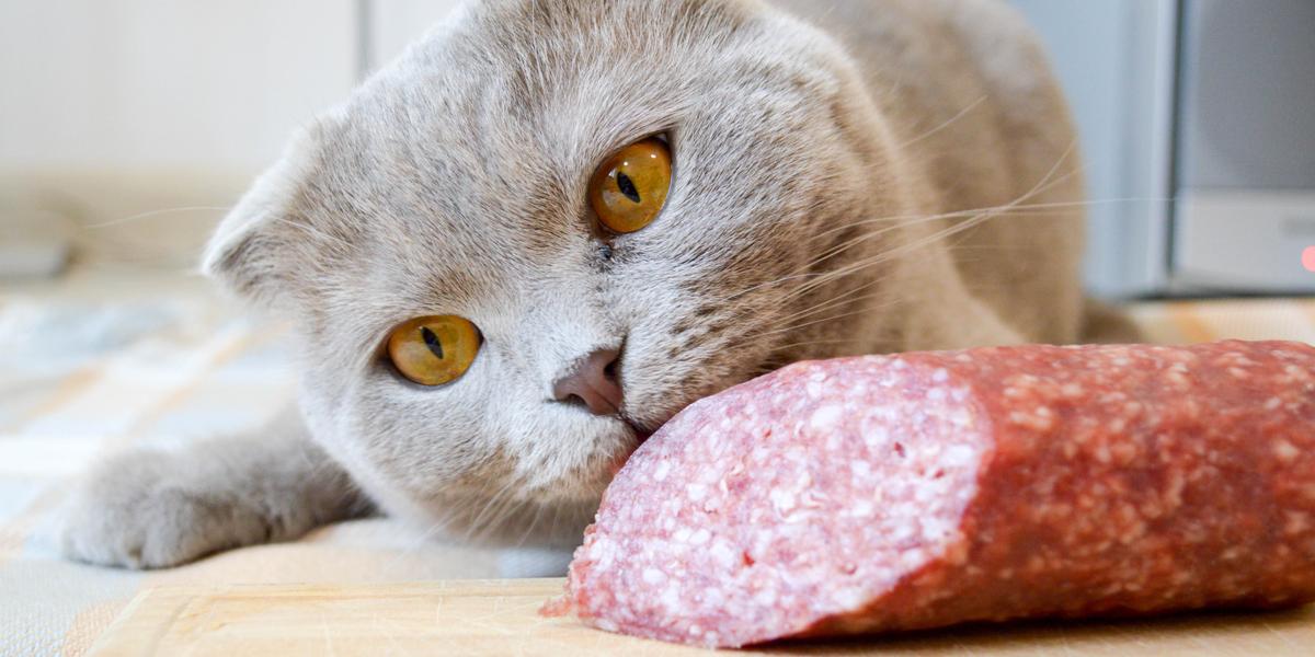 Kunnen katten salami eten?