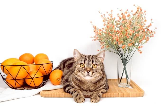 Kunnen katten sinaasappels eten?