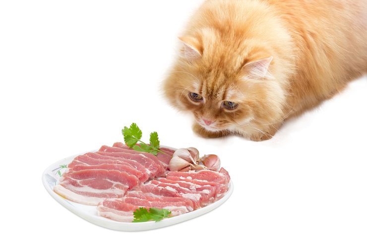 Kunnen katten spek eten?