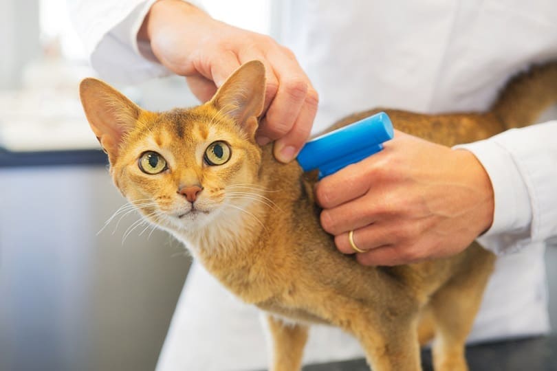 Microchip implantaat voor kat