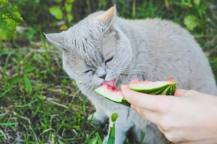 Kunnen katten watermeloen eten?