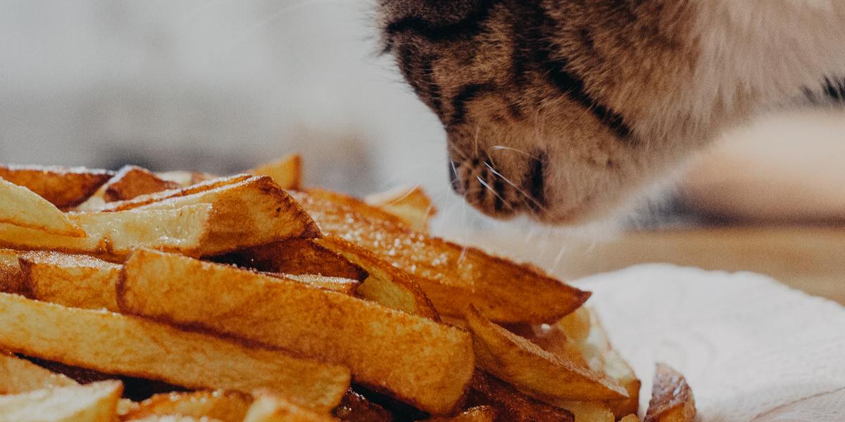 Kunnen katten zoete aardappelen eten?