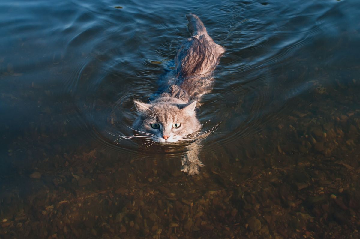 Kunnen katten zwemmen?