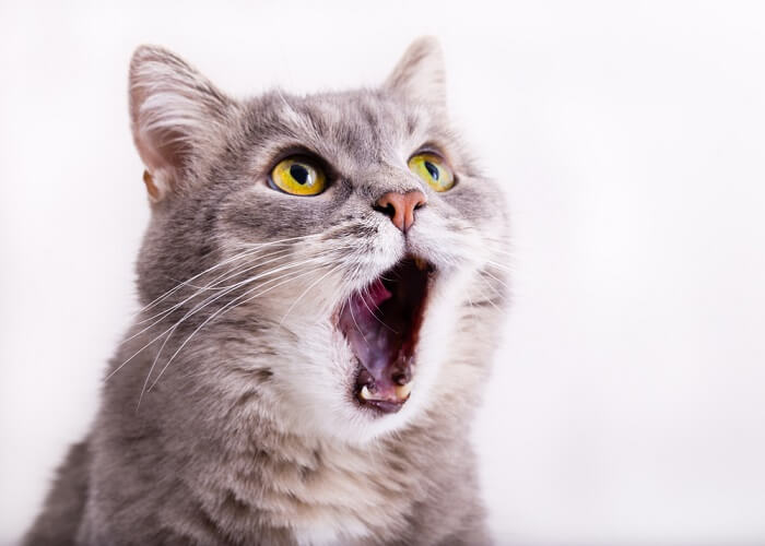 Laryngitis bij katten: oorzaken, symptomen, &behandeling