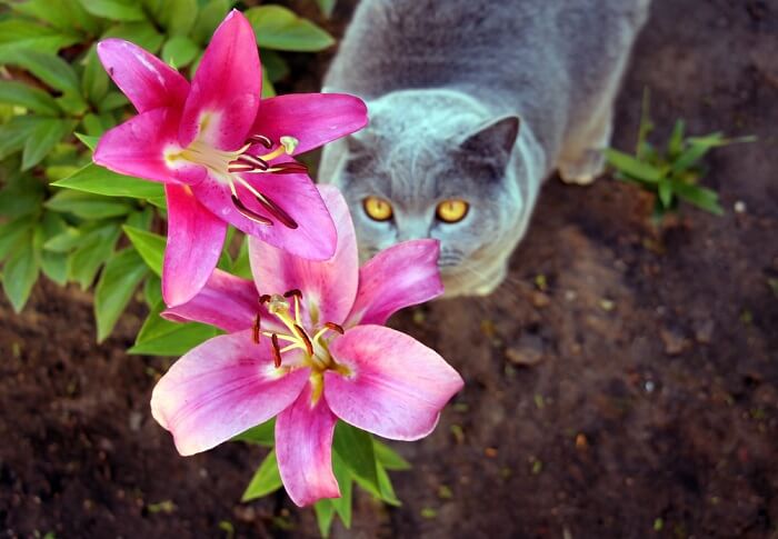katten- en leliebloemen