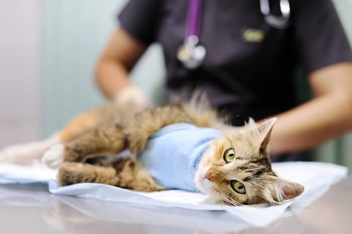 Behandeling van maagkanker bij katten