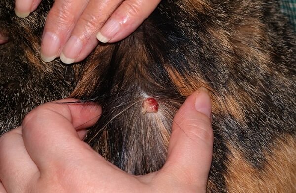 huidtumor Histiocytoom op de nek van een kat