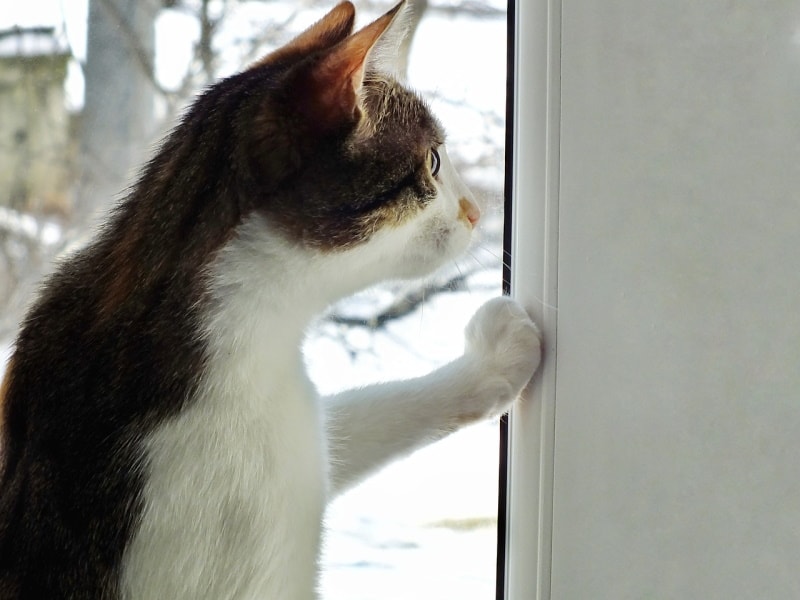 Zwart-witte kattenpoot aan het raam