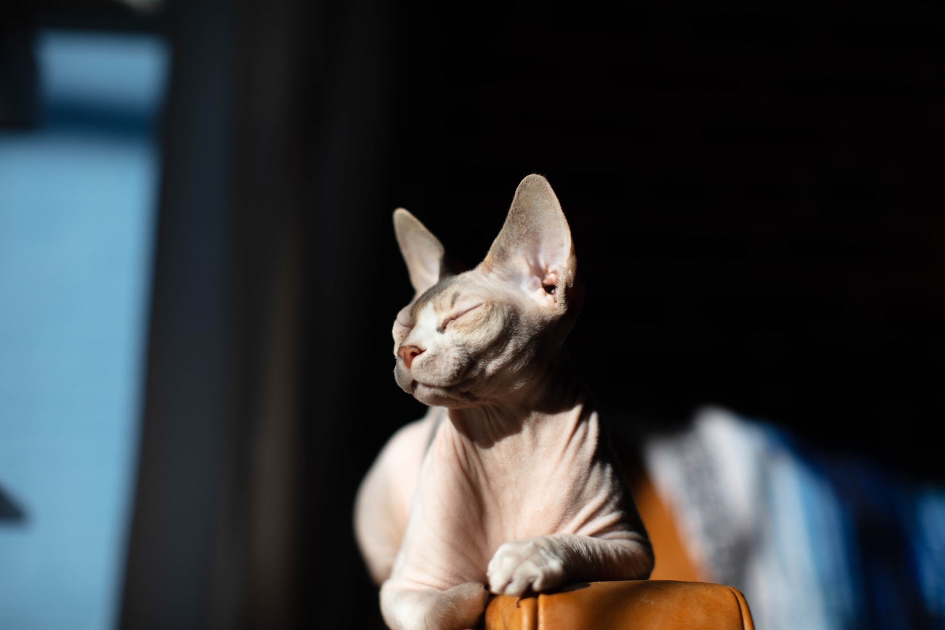 sphynx kat liggend op de arm van de bank op een zonneplek