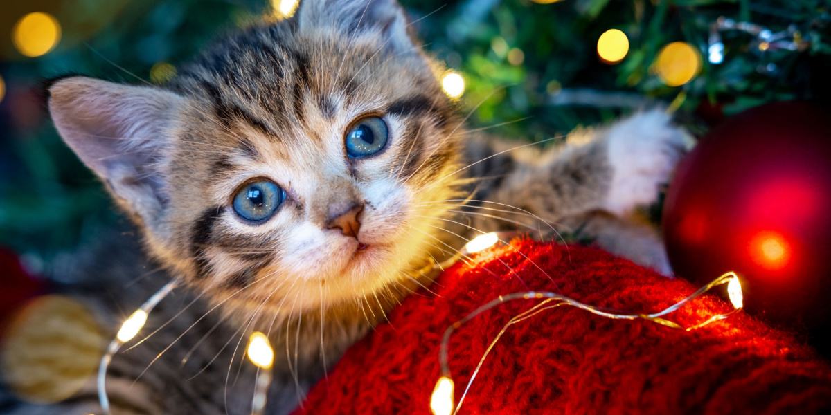 Moet je een kitten krijgen voor Kerstmis?