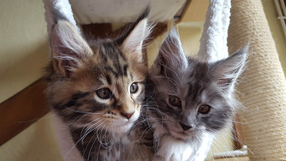 maine coon kittens |
