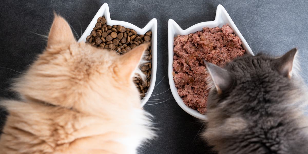 Nat versus droog kattenvoer: wat is beter voor katten?