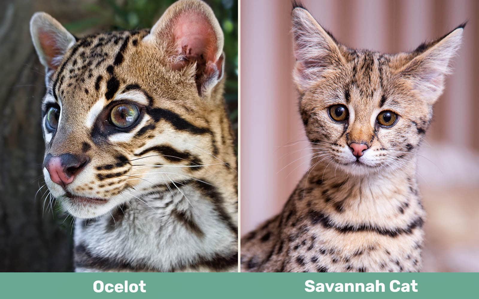 Ocelot vs Savannah Cat naast elkaar