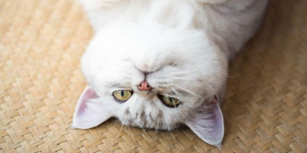 Onderzoek toont aan dat katten leed communiceren met nepziekten