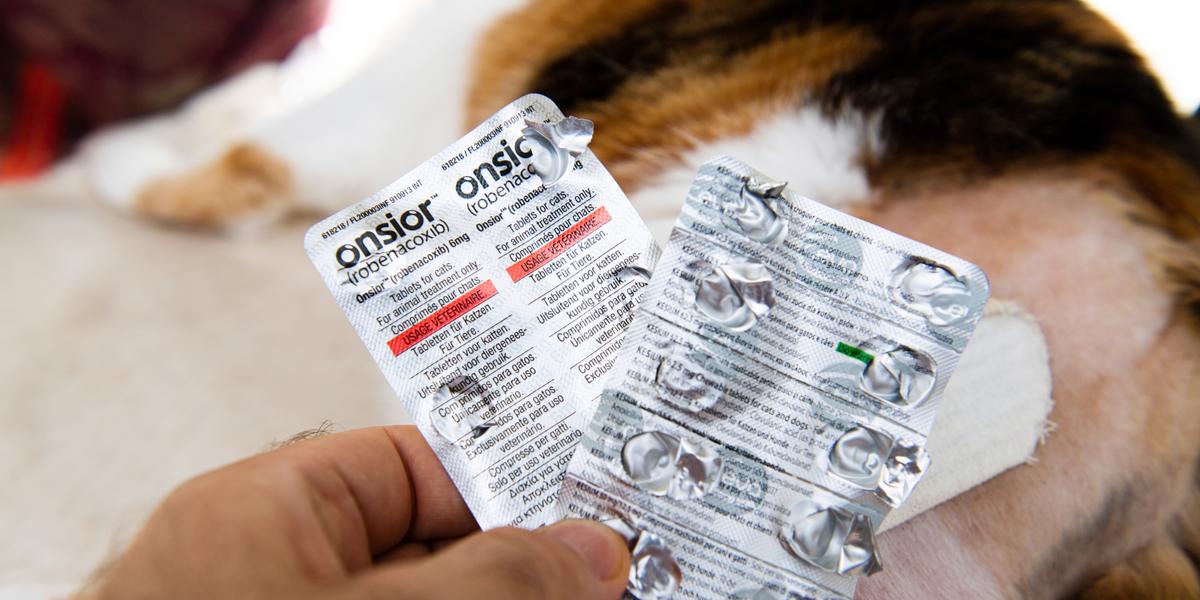 Onsior voor katten: Overzicht, Dosering &Bijwerkingen