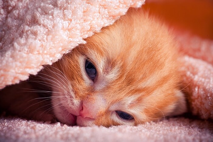 Oogziekten bij neonatale kittens afgebeeld