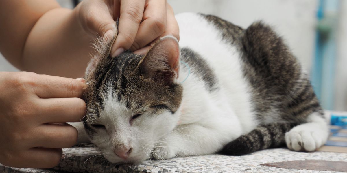 Oorafscheiding bij katten: oorzaken, symptomen, & behandeling