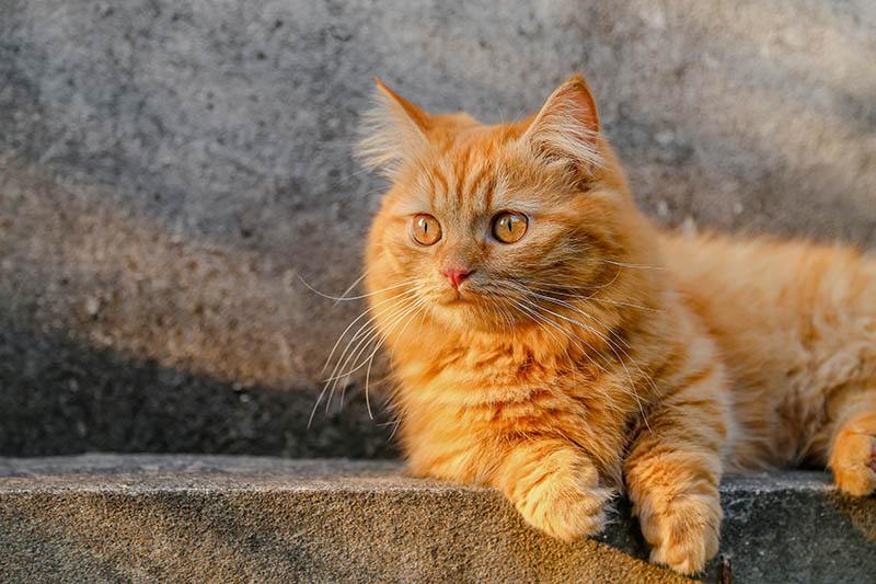 oranje munchkin kat