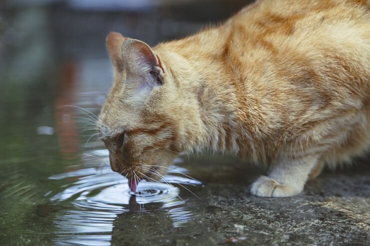 kat die water uit een plas drinkt