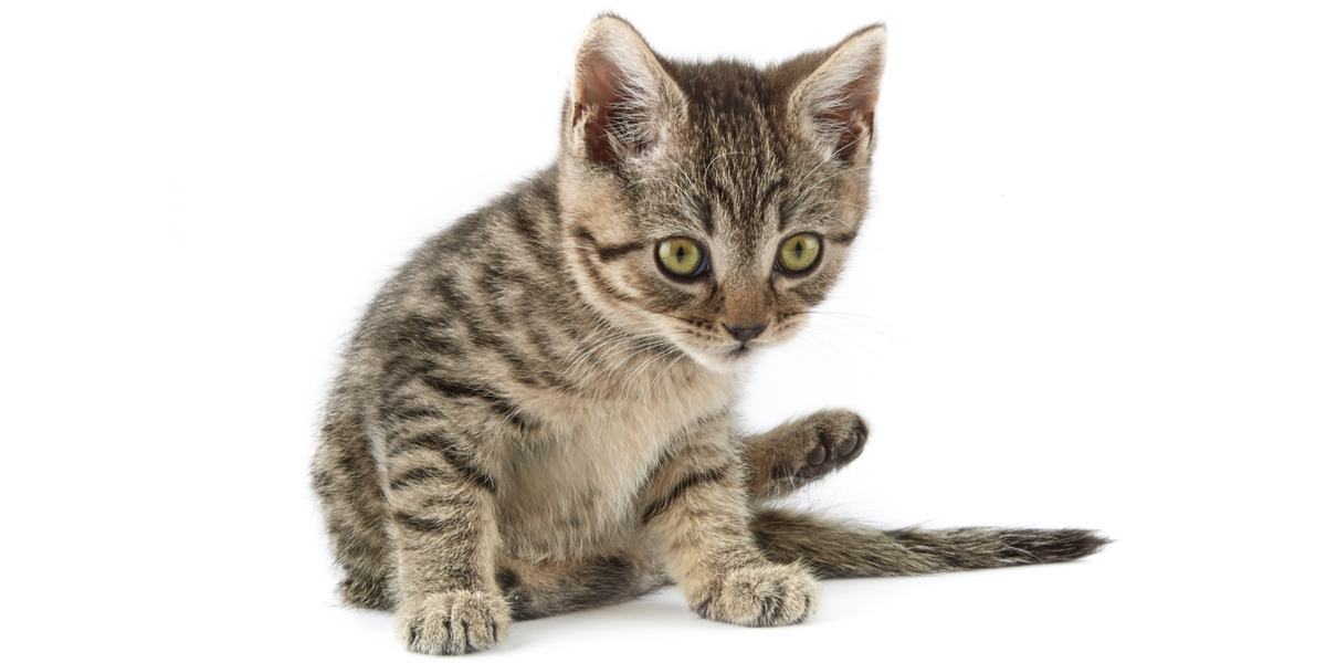 Radiale hypoplasie bij katten: oorzaken, symptomen en behandeling