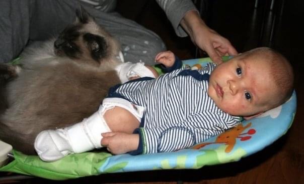 Ragdoll Kat en Pasgeboren Baby – Alles wat u moet weten