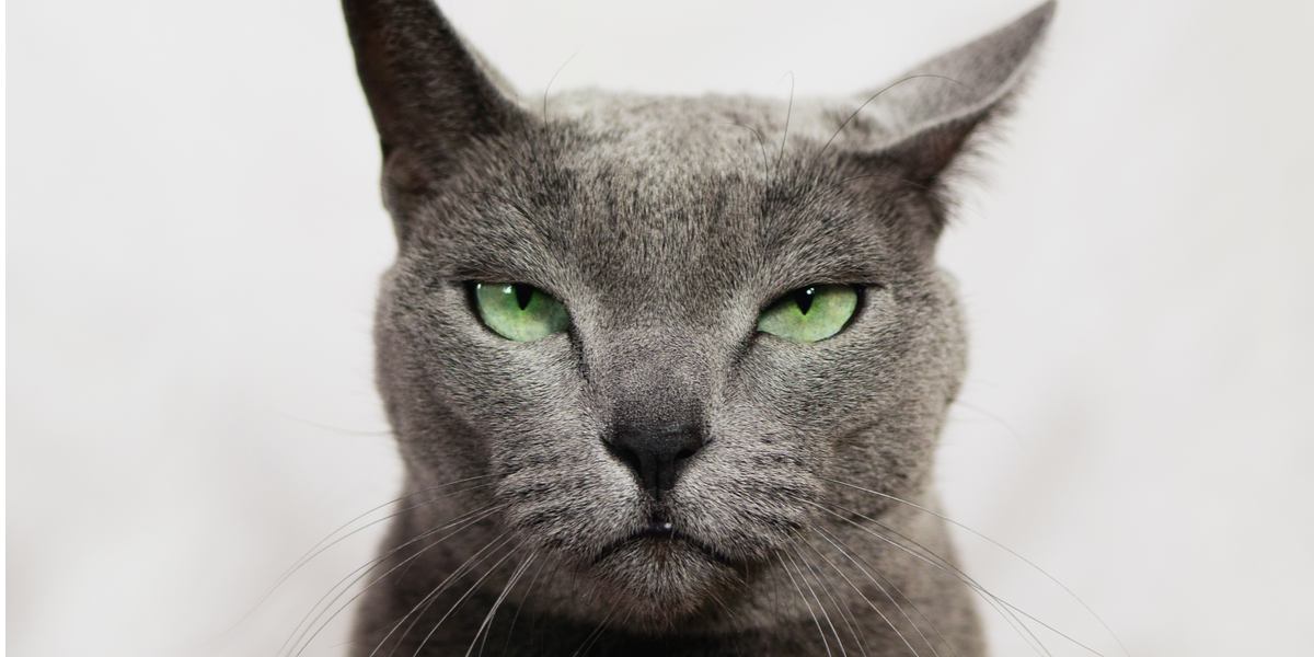Raken katten geïrriteerd? 10 subtiele tekens om op te letten