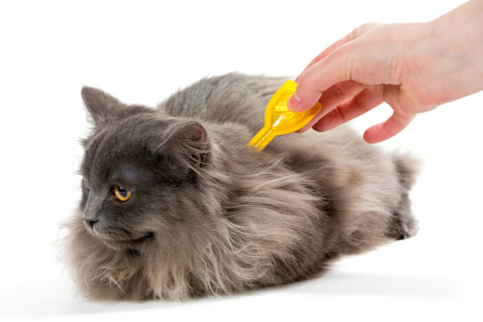 Revolutie voor katten: dosering, veiligheid & bijwerkingen